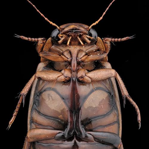 Dytiscus pisanus